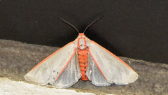 Pygarctia spraguei