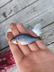 Rhodeus amarus
