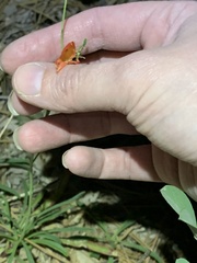 Penstemon rostriflorus
