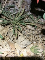 Penstemon rostriflorus