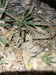 Penstemon rostriflorus