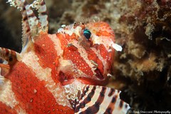 Dendrochirus brachypterus