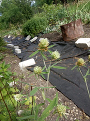 Trifolium caucasicum