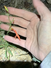 Penstemon rostriflorus