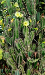Cereus jamacaru