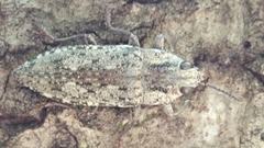Texania fulleri