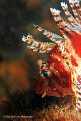 Dendrochirus brachypterus