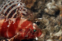 Dendrochirus brachypterus