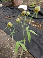Trifolium caucasicum