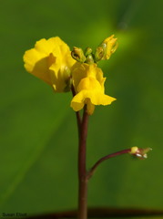 Utricularia