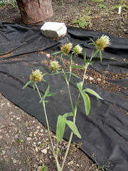 Trifolium caucasicum