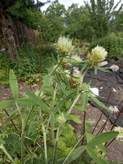 Trifolium caucasicum
