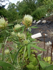 Trifolium caucasicum