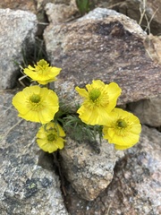 Ranunculus adoneus