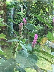 Phytolacca polyandra