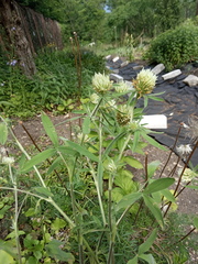 Trifolium caucasicum