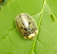 Physonota alutacea