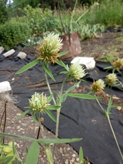 Trifolium caucasicum