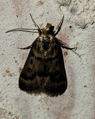 Loxostegopsis polle