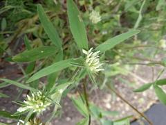 Trifolium caucasicum