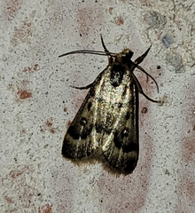 Loxostegopsis polle