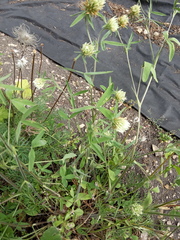 Trifolium caucasicum