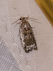 Proteoteras naracana
