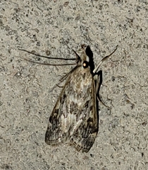 Loxostege allectalis