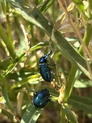 Chrysochus cobaltinus