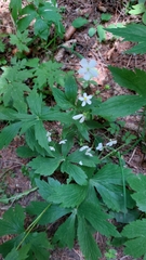 Ranunculus platanifolius