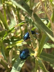 Chrysochus cobaltinus