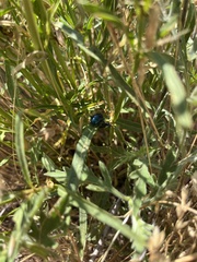 Chrysochus cobaltinus