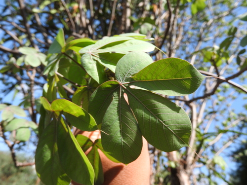 Image of Manihot Caudata (Manihot caudata) by (c) Oscar Alejandro Morales Juárez, some rights reserved (CC BY-SA)