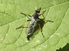 Neoitamus orphne
