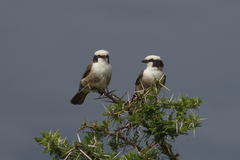 Eurocephalus ruppelli