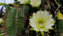 Cereus hexagonus