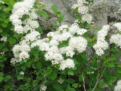 Spiraea flexuosa