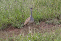 Eupodotis senegalensis