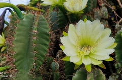 Cereus hexagonus