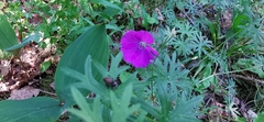 Geranium sanguineum