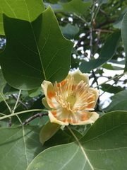 Liriodendron × sinoamericanum