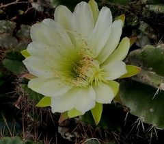Cereus hexagonus