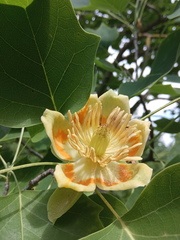 Liriodendron × sinoamericanum
