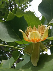 Liriodendron × sinoamericanum