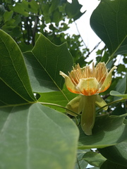 Liriodendron × sinoamericanum