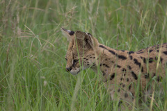 Leptailurus serval