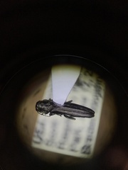 Agrilini