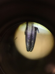 Agrilini