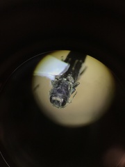 Agrilini