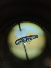 Agrilini